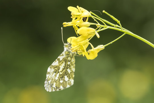 Orange Tip Butterfly