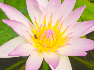 Fototapeta premium Closeup of pink lotus pollen with a bee