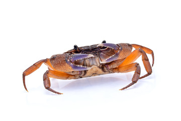 Freshwater crabs isolated on white background