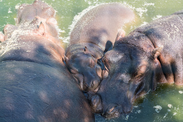 Fototapeta premium Family of hippopotamus swimming in water