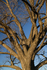 Tree Brannches