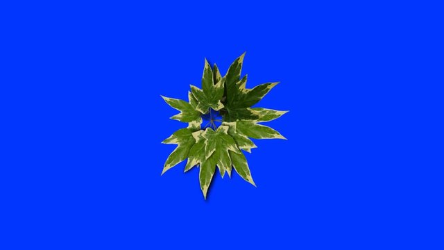 Plant Growing on a Blue Screen Background