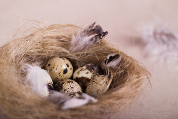 Naklejka na ściany i meble Three quail eggs which covering of feather closeup