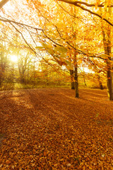 Colorful autumn in park.