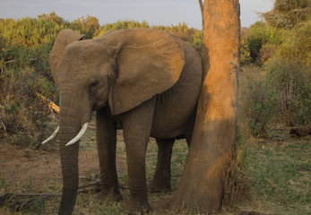 elephants in Samburu National Park in Kenya