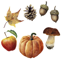 Watercolor autumn harvest set. Hand painted pine cone, acorn, pumpkin, apple, mushroom and yellow leaf isolated on white background. Botanical illustration for design