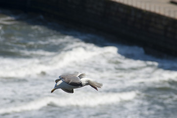 Seagull flying above a pier
