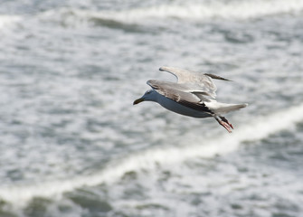 Flying seagull