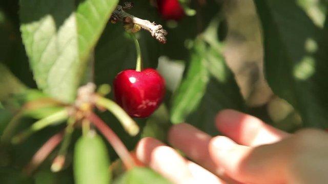 farmer hand picking cherry from tree organic farming chemical free biological ecological farm mature spring summer healthy fruit