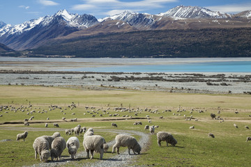 Obraz premium Sheep farm