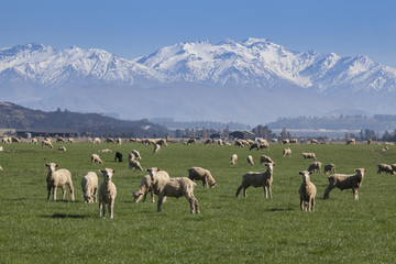 Fototapeta premium Sheep farm