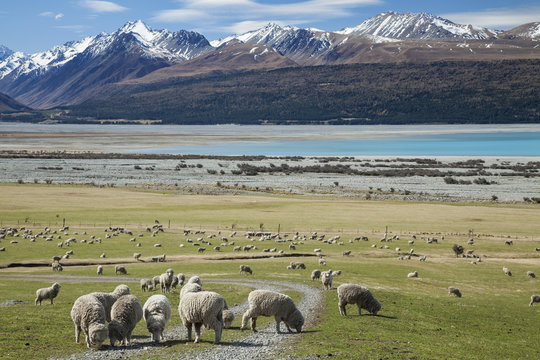 Sheep Farm