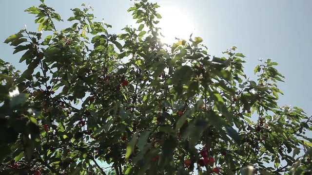 organic red mature cherries in tree ecological biological farming ready for harvest healthy summer spring seasonal fruit