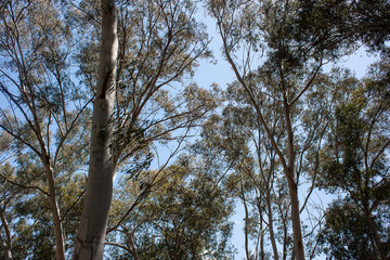 Eucaliptus trees