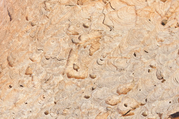 Closeup texture of wasp nest outer crust