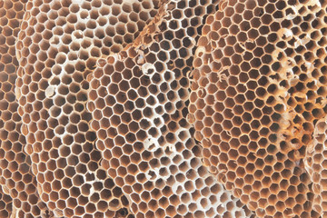 Closeup texture of abandoned wasp nest cells