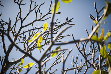 Bare branches with few leaves of frangipani tree