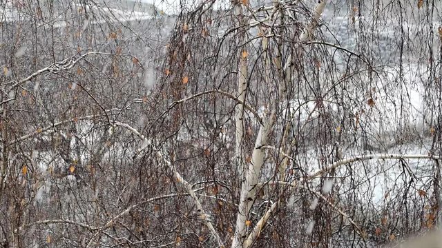 Slow motion of snow falling on background of birch tree with almost no leaves