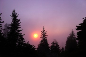 nebbia sole foresta