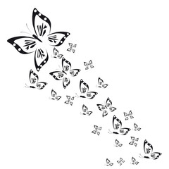 butterfly