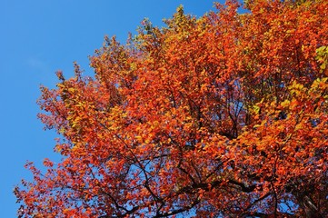Colorful red, orange, and yellow leaves during foliage season on the East Coast