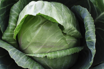 Image of a Cabbage Head

