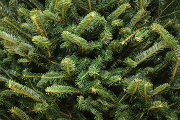 Image of Christmas Tree Needles

