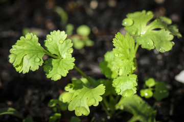 Image of Cilantro Plant
