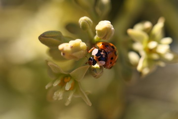 Image of a Ladybug
