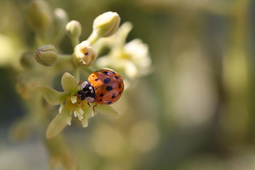 Image of a Ladybug
