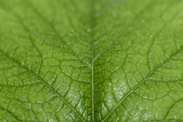 Image of a Leaf
