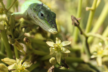 Image of Lizard Thinking
