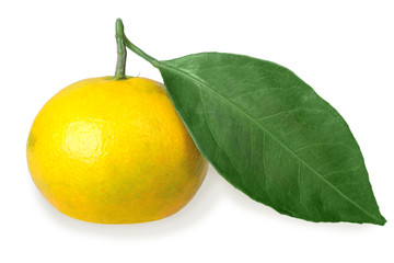 One full fruit of yellow tangerine with green leaf