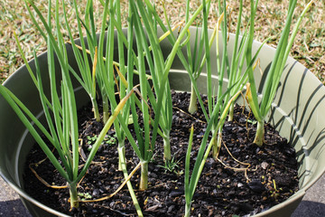 Obraz premium Image of Onions Growing 
