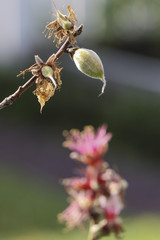 Image of a Peach Growing
