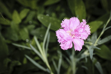 Obraz premium Image of a Pink Carnation 