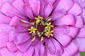 Obraz premium Macro Image of a Purple Zinnia 