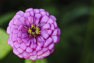 Image of a Purple Zinnia
