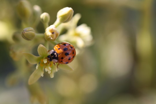 Image of a Ladybug

