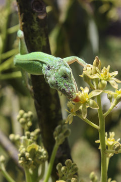 Image of a Lizard Licking Nectar
