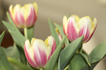 Image of Tulips
