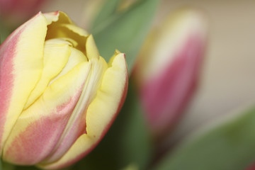 Image of a Tulip
