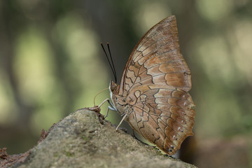 
Butterfly in Thailand and Southeast Asia.
