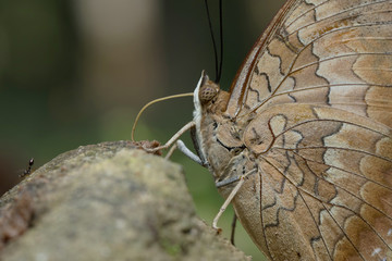
Butterfly in Thailand and Southeast Asia.
