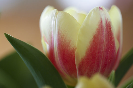 Image of a Tulip
