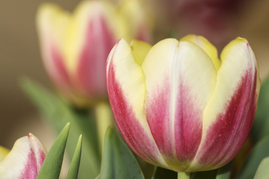 Image of Tulips
