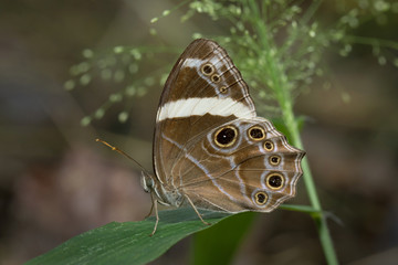 
Butterfly in Thailand and Southeast Asia.
