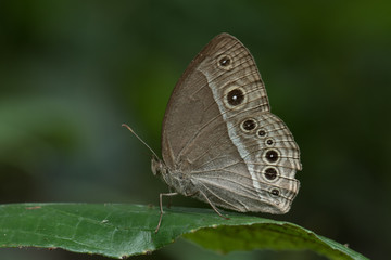 
Butterfly in Thailand and Southeast Asia.
