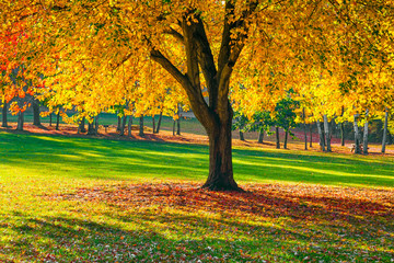 Autumn Shade Tree