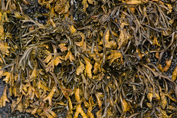 Channeled wrack (Pelvetia canaliculata) seaweed covering rock. Common brown algae with distinct channel on underside and warty terminal reproductive receptacles, on British coast